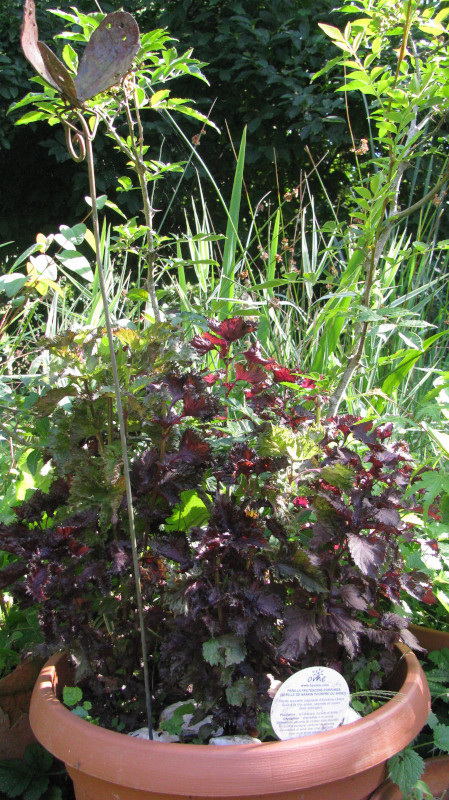 Plants